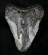 Bargain Megalodon Tooth - North Carolina #21260-1